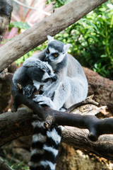 Lemurs
