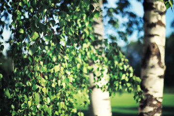Bright spring greens at dawn in the forest. Nature comes to life in early spring.