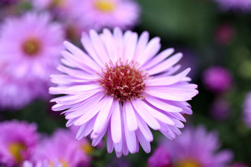 Obraz premium Violet chrysanthemums background