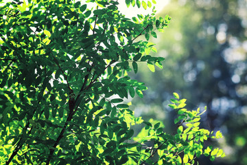 Fototapeta premium Bright spring greens at dawn in the forest. Nature comes to life in early spring.