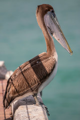 A brown pelican rests on the end of the cruise ship pier in Key West, Florida
