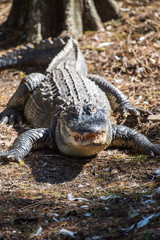 Fototapeta premium Smile Crocodile