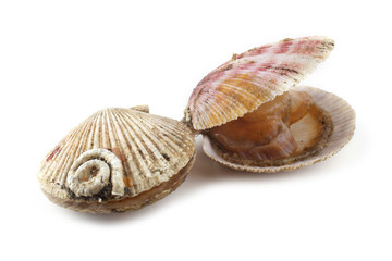 Opened scallops