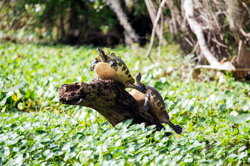 Turtles on a log
