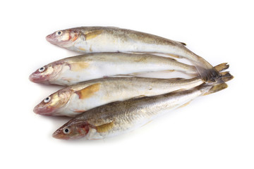 Saffron cod isolated on white