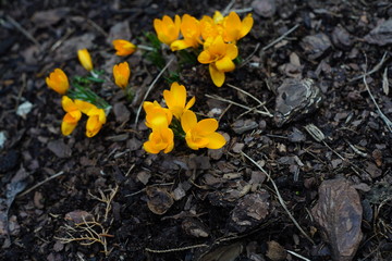 Crocus flowers in blossom during sunny spring day