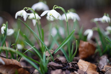 Snowdrops in blossom during sunny spring day