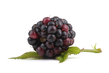 Obraz premium Blackberry and leaf