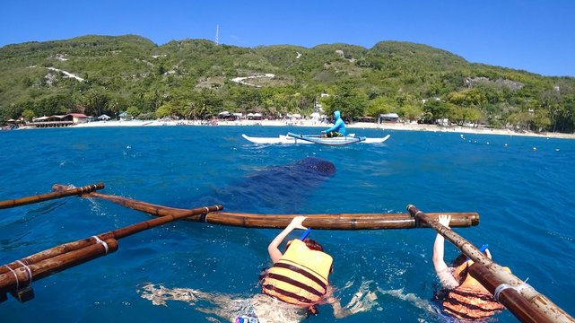 Oslob Whale Wacthing