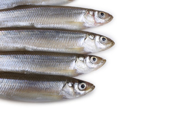 Smelt fishes isolated on white