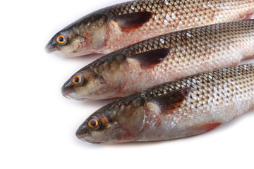 Pelengas (So-iny mullet)