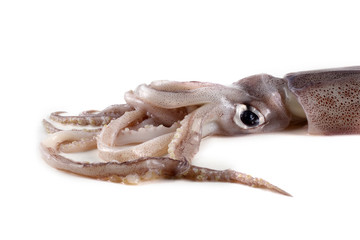 Squid isolated on white