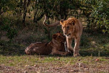 Fototapeta premium Two lion cubs resting in the shade on the Maasai Mara National Reserve in southwestern Kenya