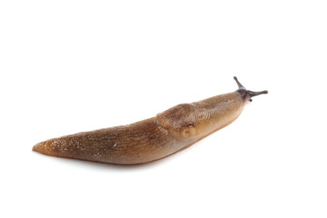 Slug isolated on white
