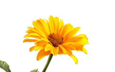 Growing yellow chamomile