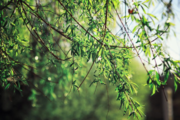 Bright spring greens at dawn in the forest. Nature comes to life in early spring.