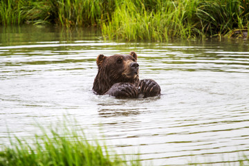 Brown Bear
