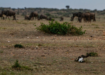 The skull of a wildebeest in the foreground is a reminder that all things pass away on the Maasai Mara National Reserve in southwestern Kenya