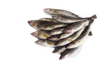 Saffron cod isolated on white