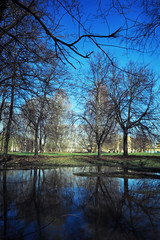 Bright spring greens at dawn in the forest. Nature comes to life in early spring.