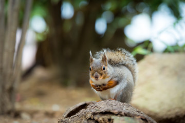 リス　Squirrel