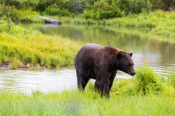 Brown Bear