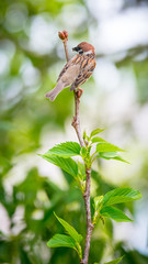スズメ　雀　すずめ　Tree Sparrow　Eurasian Tree Sparrow