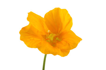 Naklejka premium Growing nasturtium isolated on white