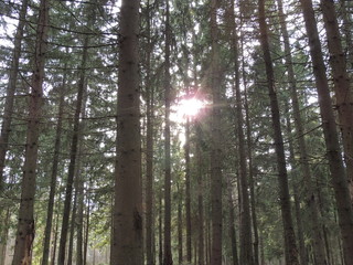 Obraz premium sun in the forest