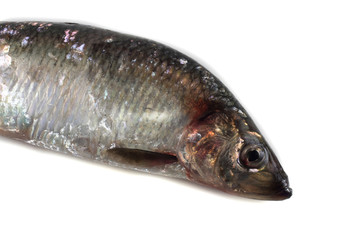 Herring isolated on white