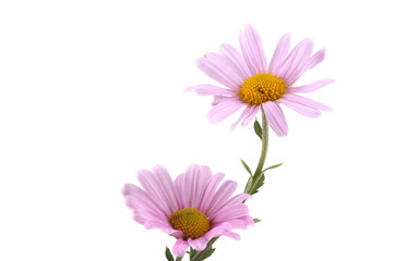 Growing chrysanthemum isolated on white