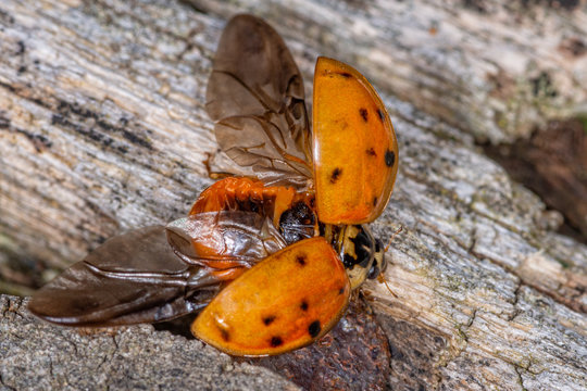 Extreme magnification - Lady bug with spread wings. Flying ladybug