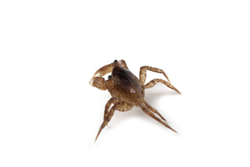 Little crab isolated on white
