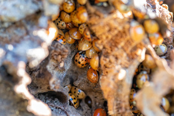 Lots of ladybugs on a wooden bench. Macro shot of swarming ladybugs