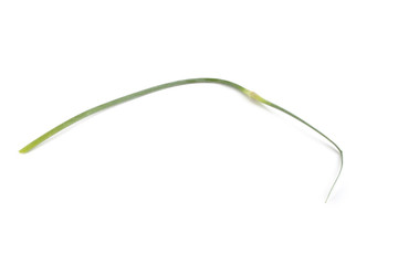 Garlic arrow isolated on white