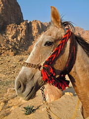 Horse in Jordan