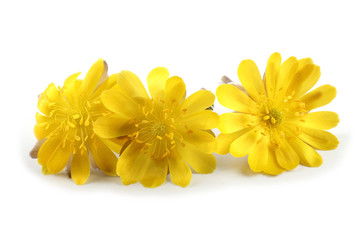Fototapeta premium Adonis amurensis. Far eastern yellow snowdrop