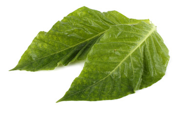 Obraz premium Two tobacco leaves