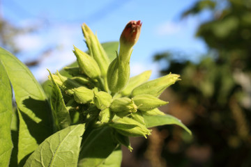 Growing tobacco plants