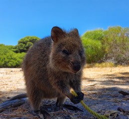 Naklejka premium Quokka Rottnest Island in Australia