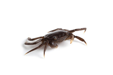 Little crab isolated on white background