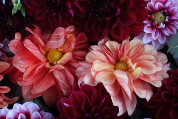 Dahlia flowers background