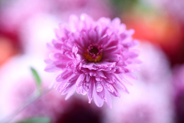 Obraz premium Chrysanthemum and flower bokeh background. Abstract