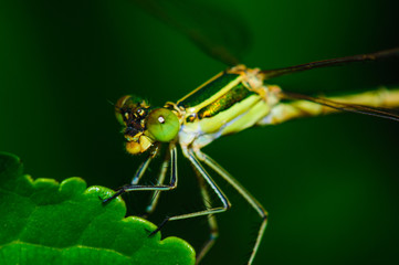 On a sunny summer day, a dragonfly is resting on a leaf