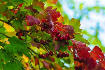 Beautiful leaves and fruits of viburnum on a background of blue sky