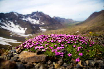 Obraz premium Flowers by the mountains