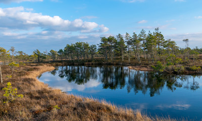 Still water with trees in the swamp land of Kemeri National Park in Latvia