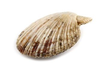 Scallop