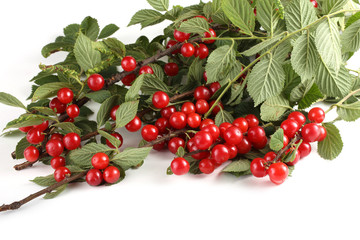 Nanking cherry on branch