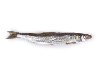 Smelt fish isolated on white. (Big Pacific smelt - Osmerus mordax)